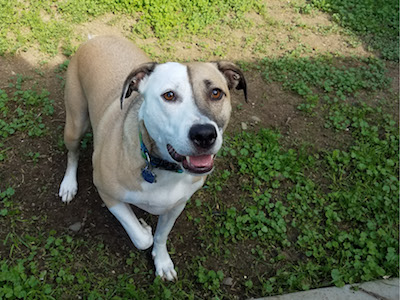 Playing in the yard is Rayne's favorite thing to do. (Melissa Warlick, Business System Analyst)